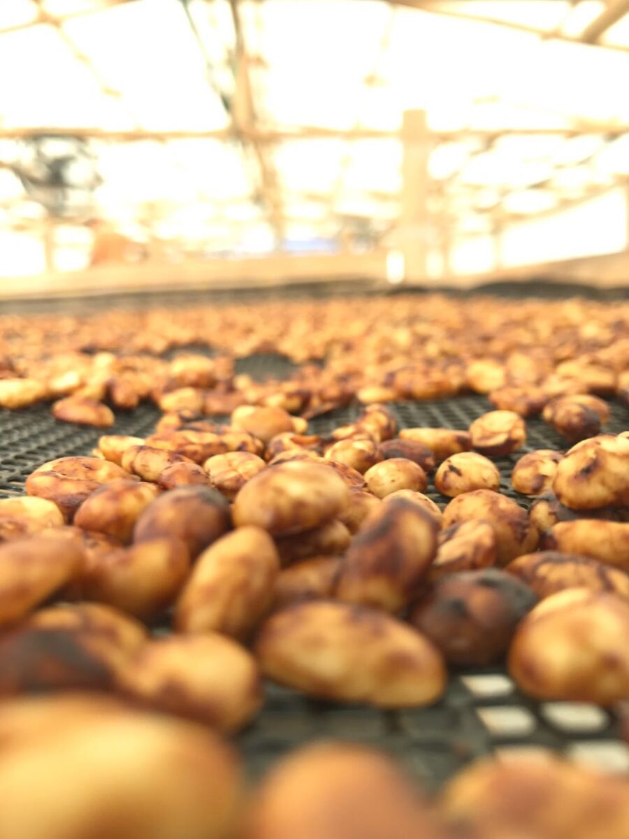 honey process coffee